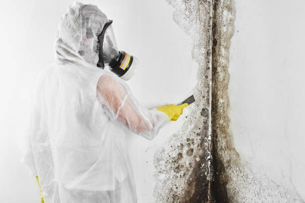 Best Insurance-Related Mold Remediation in Mason, TN