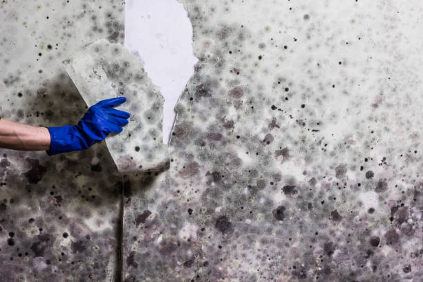 Best Crawl Space Mold Remediation in Mason, TN